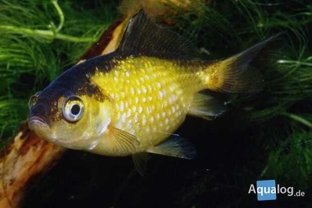 CARASSIUS AURATUS - PEARLSCALE