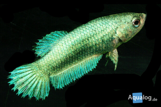 Betta splendens - Kempvis vrouw XL