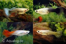 Poecilia reticulata - Guppy vrouw mix ML