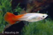 poecilia reticulata -guppy vrouw red blond ML