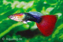 poecilia reticulata -guppy man tuxedo rood ML