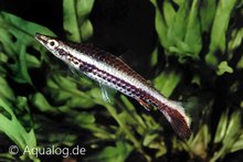 Nannostomus eques - Hockeystick potloodvis