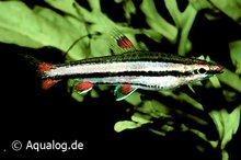 Nannostomus trifasciatus - Dwergpotloodvisje