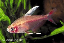 Hyphessobrycon Rosaceus White Top(= ""Ornatus"") - White Top Roze Tetra