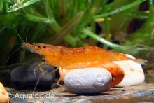 Caridina Thambipillai