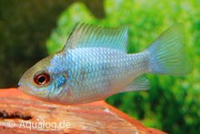 MIKROGEOPHAGUS RAMIREZI ELECTRIC BLUE XL - Electric blue antennebaars