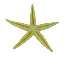 BLUE BELLE PACIFIC STAR FISH 10 CM