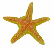 BLUE BELLE PACIFIC STAR FISH COLOR ORANGE 12 CM