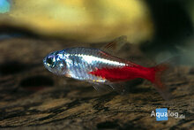 Paracheirodon innesi - Diamant neon tetra