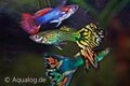 Poecilia reticulata -guppy man mix ML