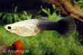 poecilia reticulata -guppy vrouw zwart ML