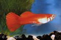 poecilia reticulata -guppy man rood blond ML