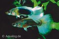 poecilia reticulata -guppy man turquoise ML