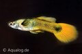 poecilia reticulata -guppy man tuxedo geel ML