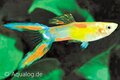 Poecilia reticulata - Guppy man zwaluwstaart blauw ML