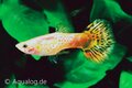 poecilia reticulata - guppy man cobra geel ML