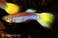 Poecilia reticulata -guppy man laser ray ML