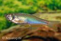 Brachydanio albolineatus - Blauwe danio