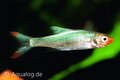 Sawbwa resplendens - Naakte rasbora