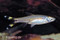 Rasbora trilineata - Schaarvisje