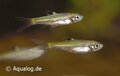 Rasbora dorsiocellata - Groenoog rasbora