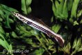 Nannostomus eques - Hockeystick potloodvis