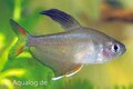 Hyphessobrycon rosaceus (= ""ornatus"") - Roze tetra