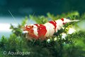 Caridina cf. cantonensis - garnaal crystal red S