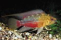 Apistogramma hongsloi II - Hongslo's dwergcichlide