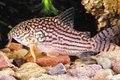 corydoras sterbai