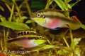 pelvicachromis pulcher