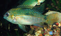 Anomalochromis (pelmatochromis) thomasi -Thomas dwergcichlide