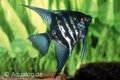 pterophyllum scalare zebra