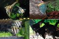 Pterophyllum scalare mix - Mix maanvis