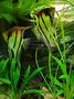 Pterophyllum scalare Manucapura - Redshoulder maanvis