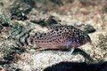 Corydoras punctatus - Gestipte bodemkuiser