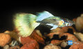 Poecilia reticulata - Guppy man platinum gold