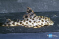 Peckoltia specie - L-006 pleco Oligospila M