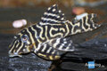 Hypancistrus sp - L-340 Mega Clown pleco M