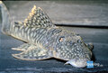 Guyancistrus sp. L-106 pleco spotted orange seam M