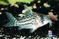 Corydoras schwartzi - Schwartzi's bodemkuiser