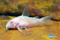 Corydoras paleatus albino - Albino bodemkuiser