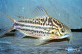 Corydoras elegans - Elegans bodemkuiser