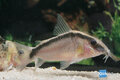 Corydoras arcuatus